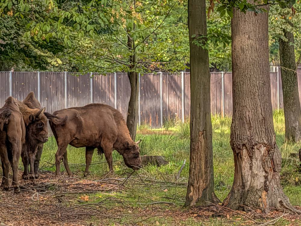Zagroda Żubrów
