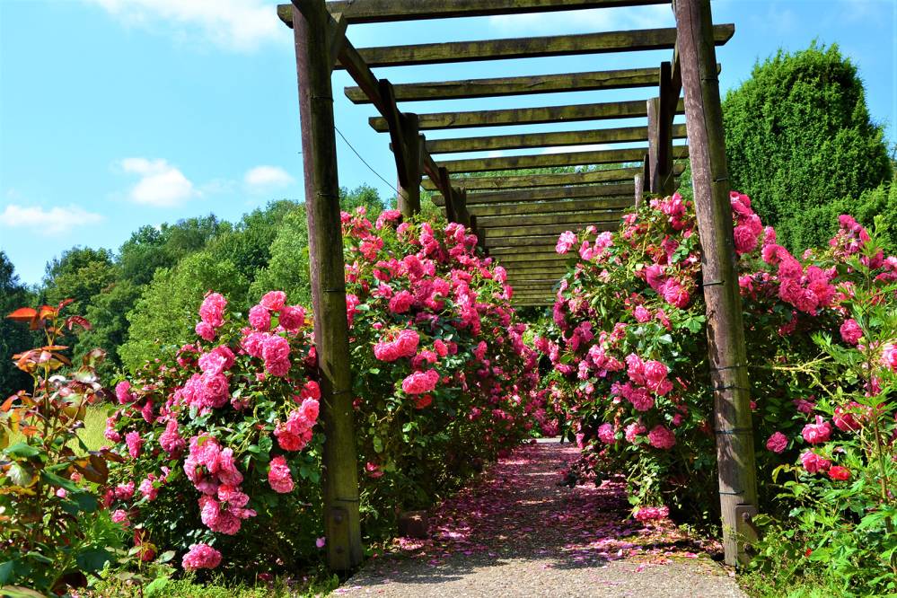Rosarium w Parku Śląskim