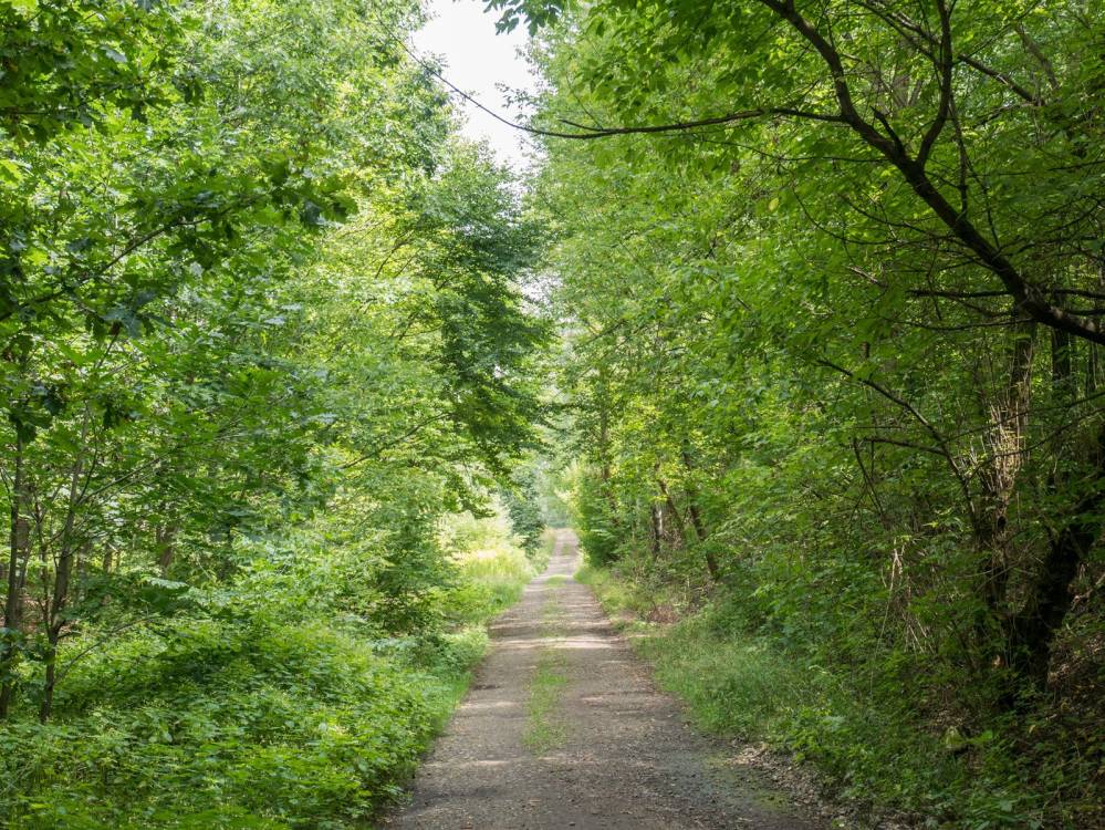 Las Zagórski 