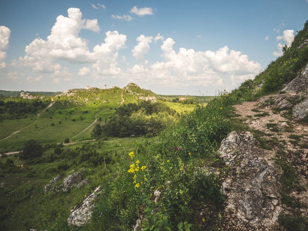 Las bukowy w Sokolich Górach