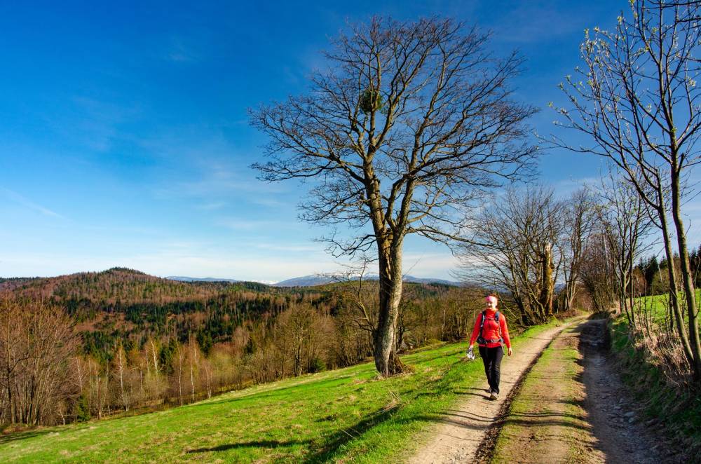 37. Osiedle Potr&oacute;jna, ścieżka do schroniska