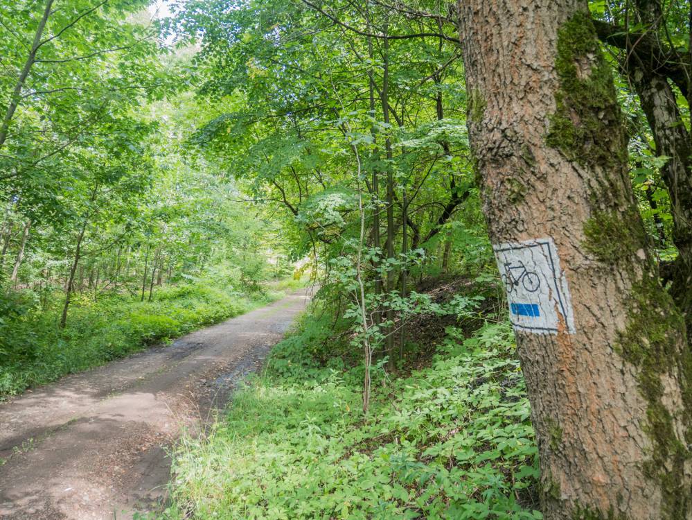 Szlak Lasu Zagórskiego w Sosnowcu