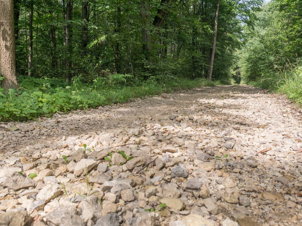 Szlak Lasu Zagórskiego w Sosnowcu