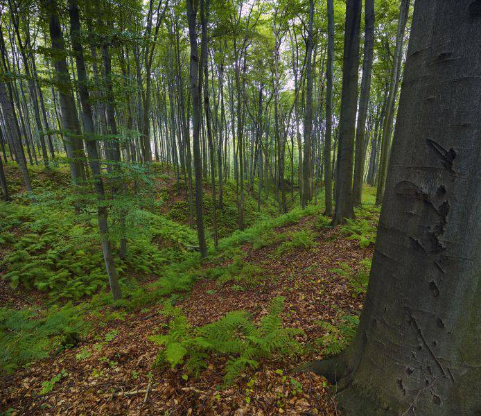Rudniański Park Krajobrazowy fot. Tomasz Renk