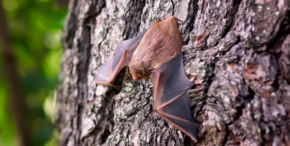 Rowerem z dzieckiem na Jurze