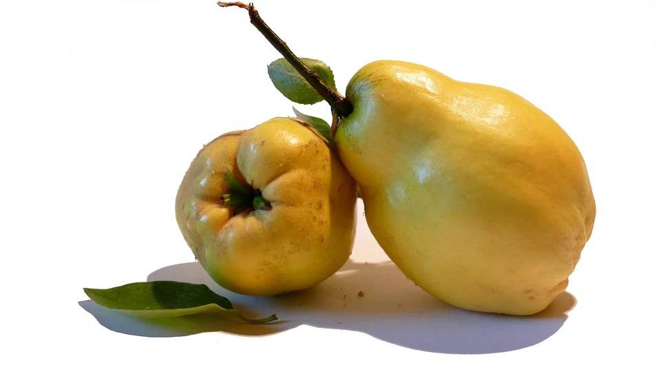 pigwa