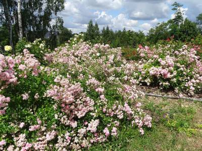 PRZECHADZKA PO ŚLĄSKIM OGRODZIE BOTANICZNYM W RADZIONKOWIE